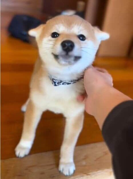 柴犬,動画