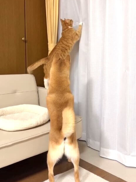 柴犬,動画