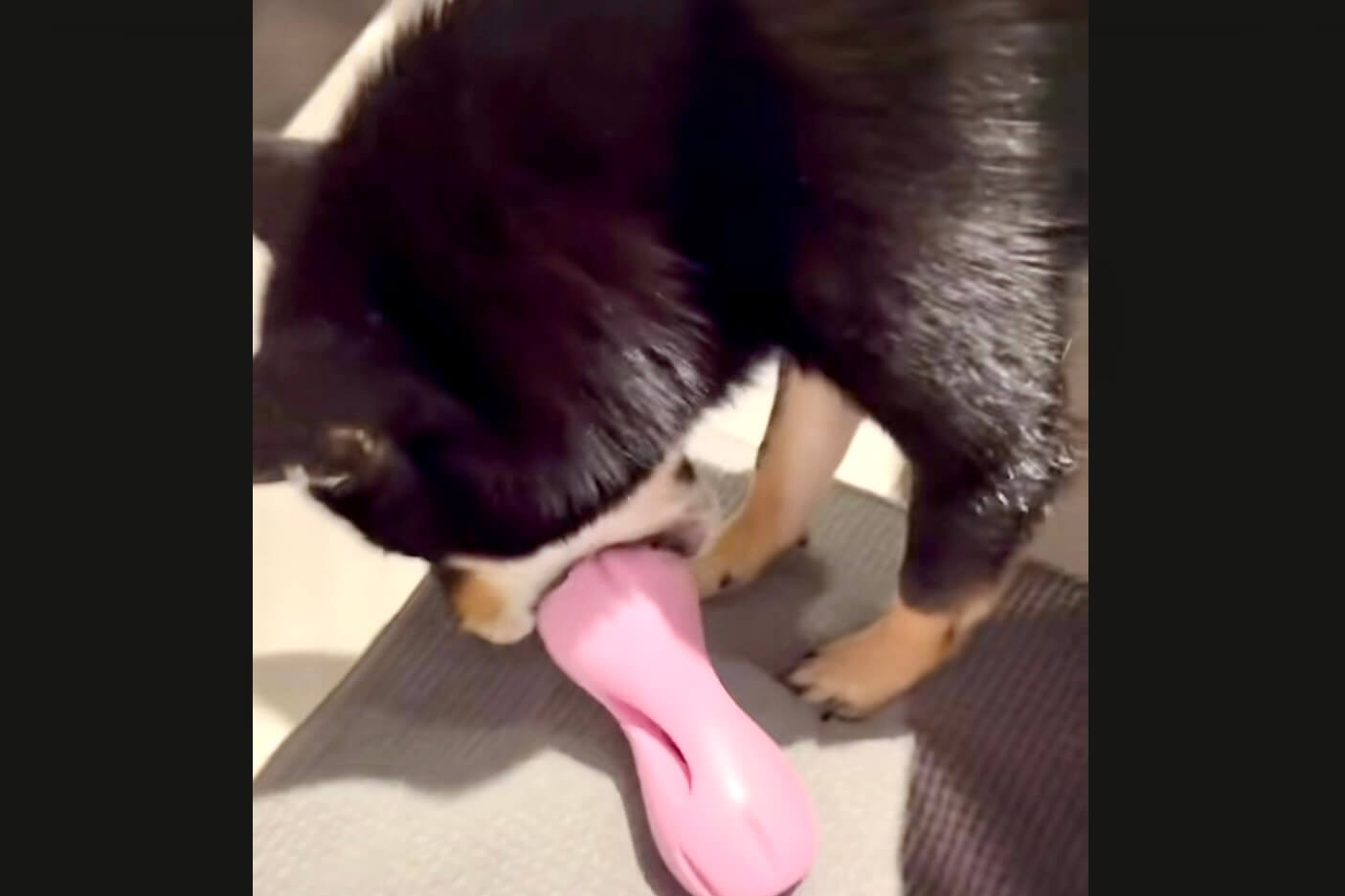 柴犬,動画