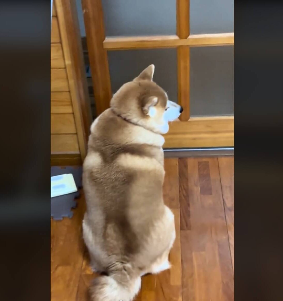 柴犬,動画