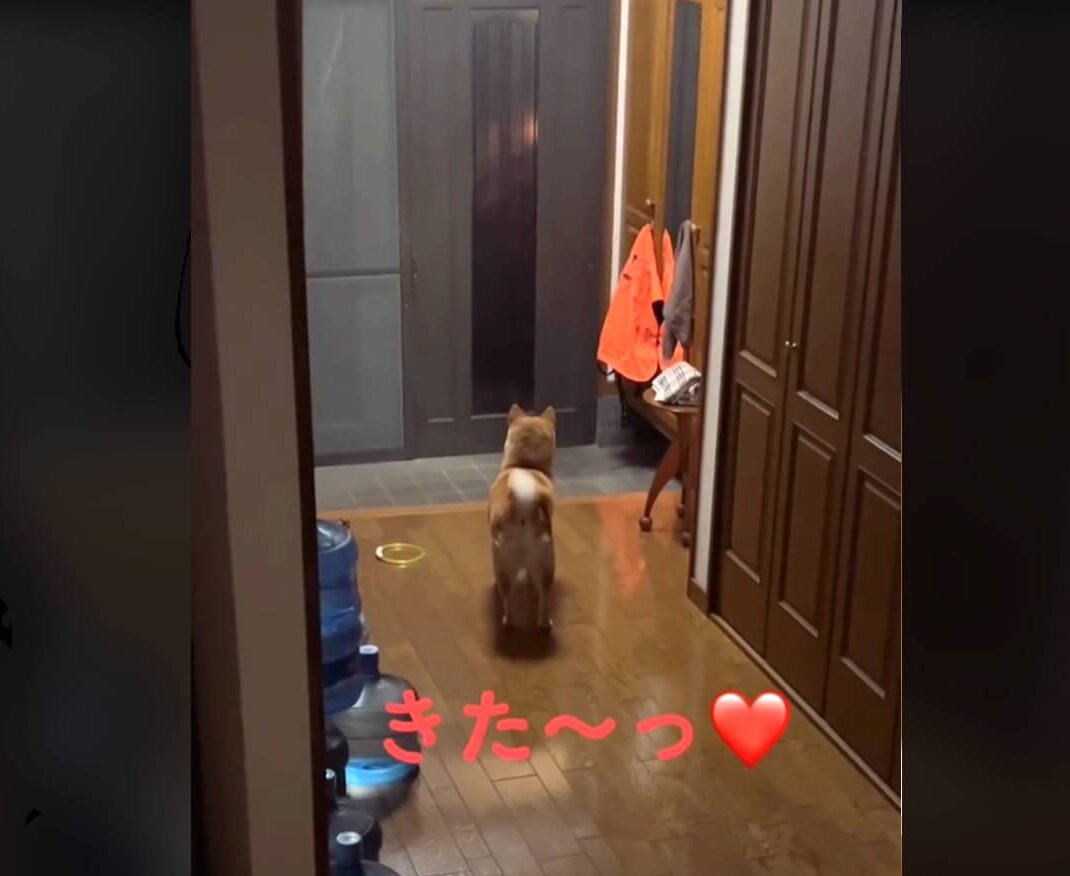 柴犬,動画