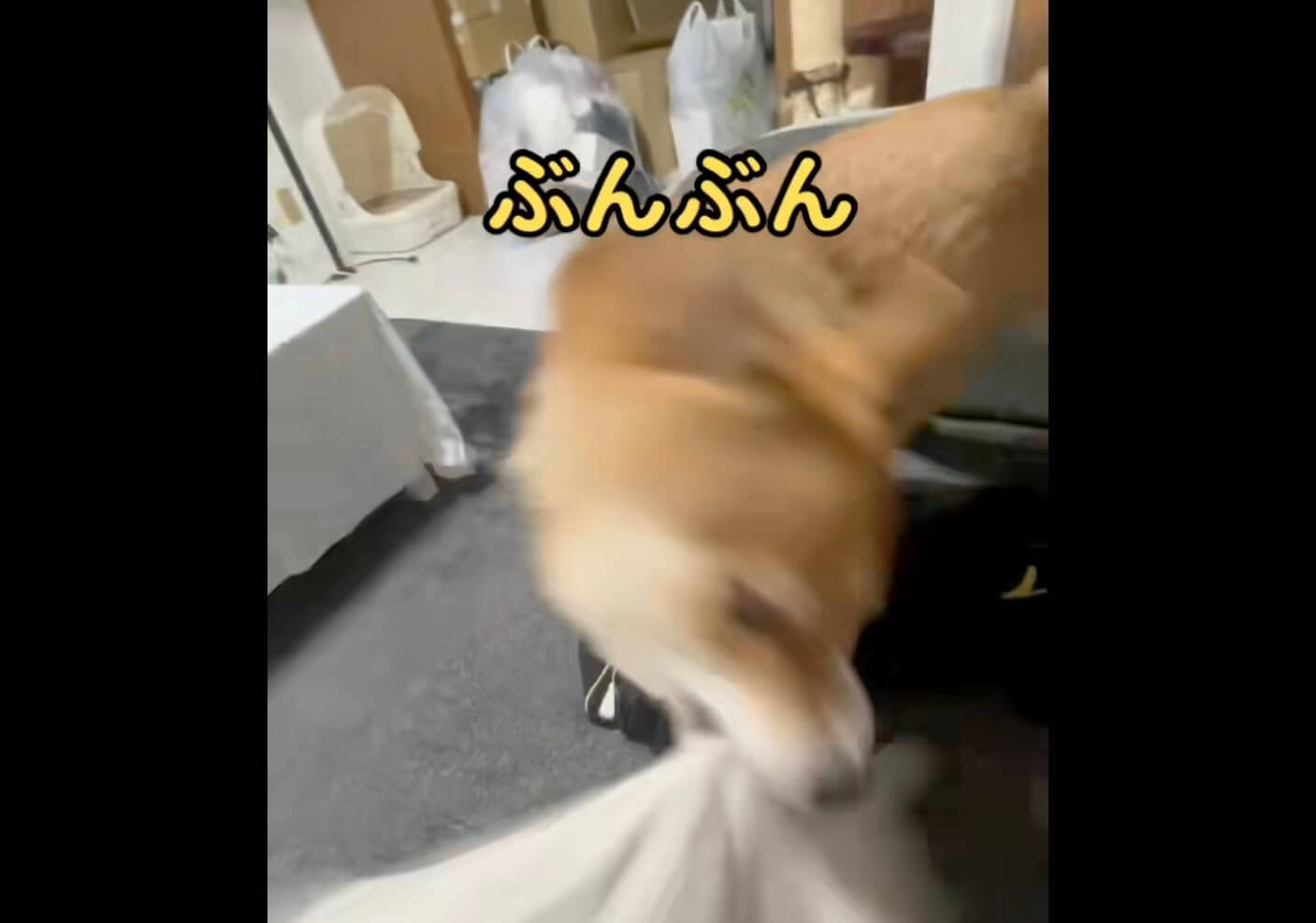 柴犬,動画