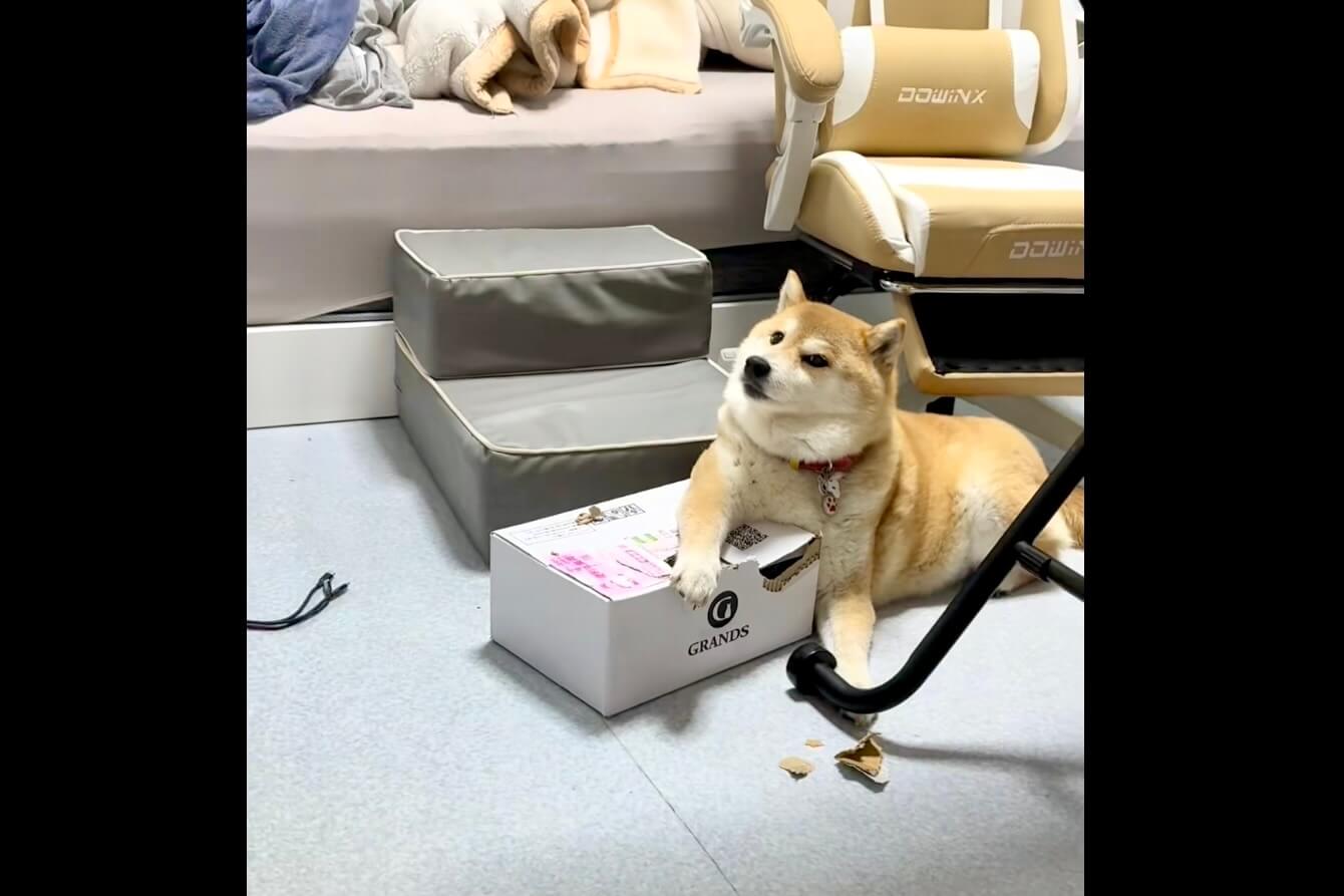 柴犬,動画
