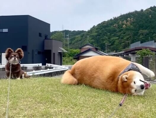 柴犬,動画