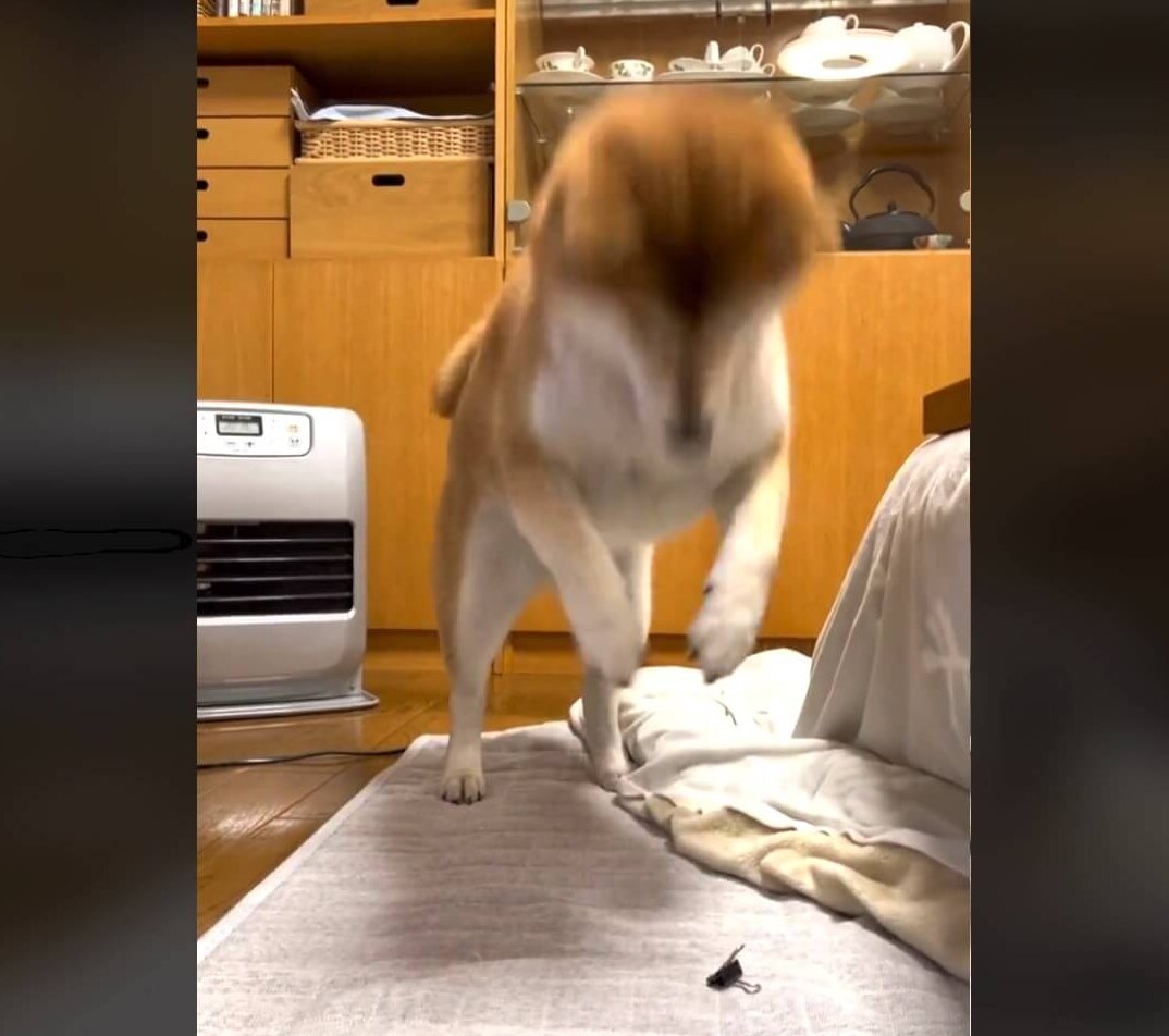 柴犬,動画