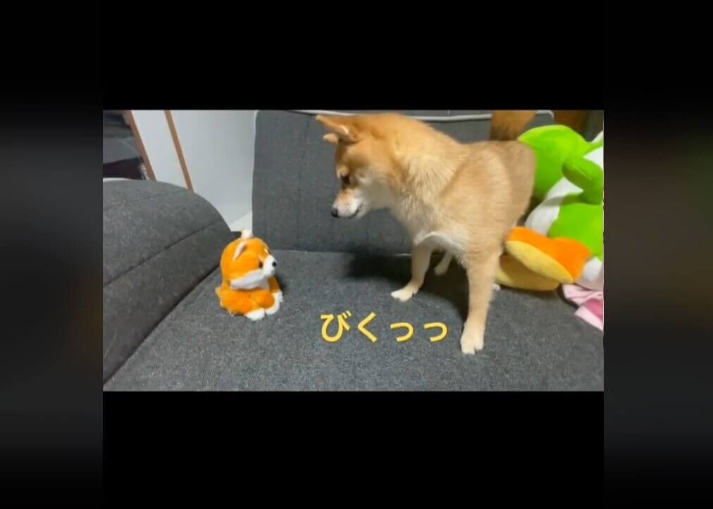 柴犬,動画