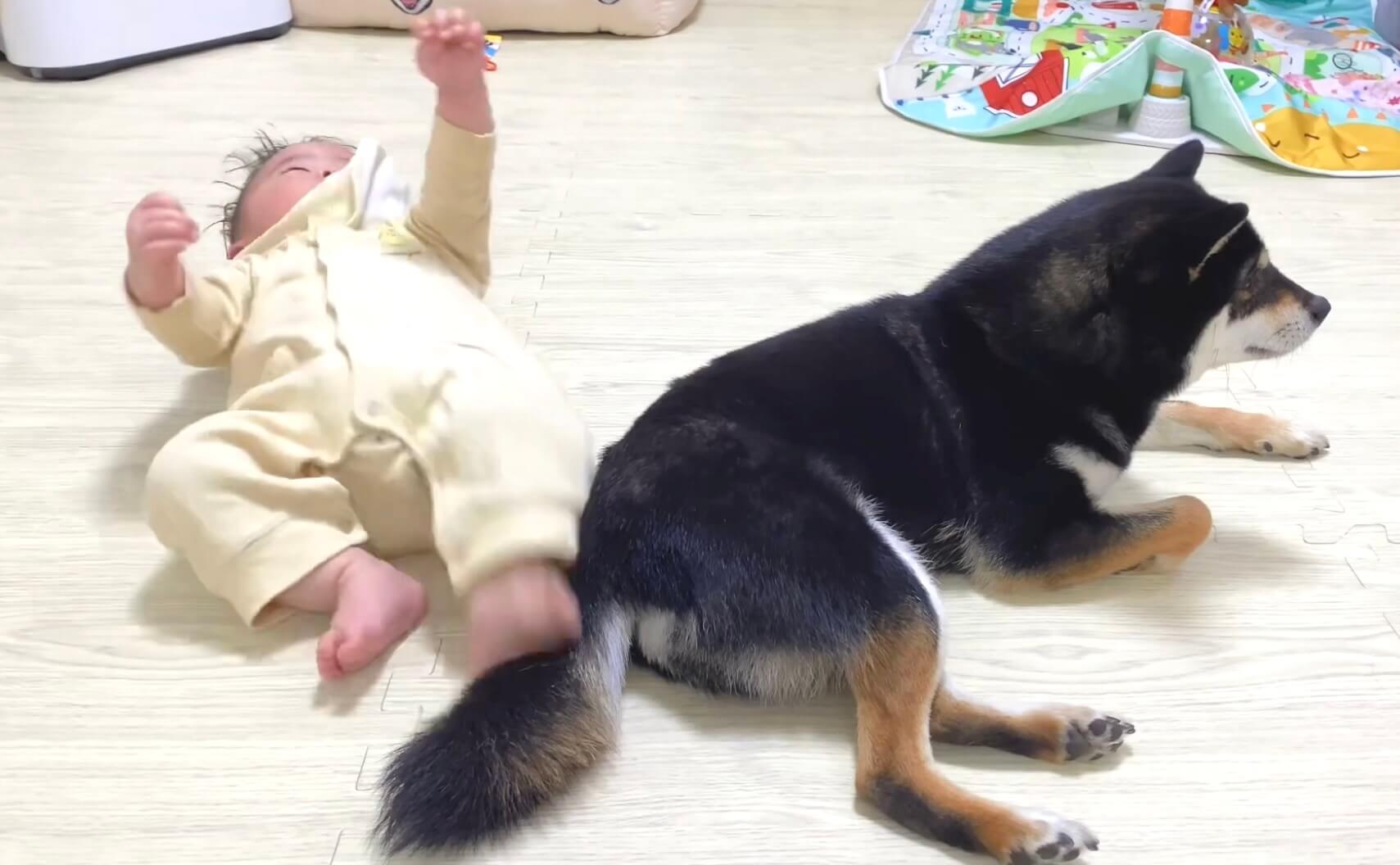 柴犬,動画