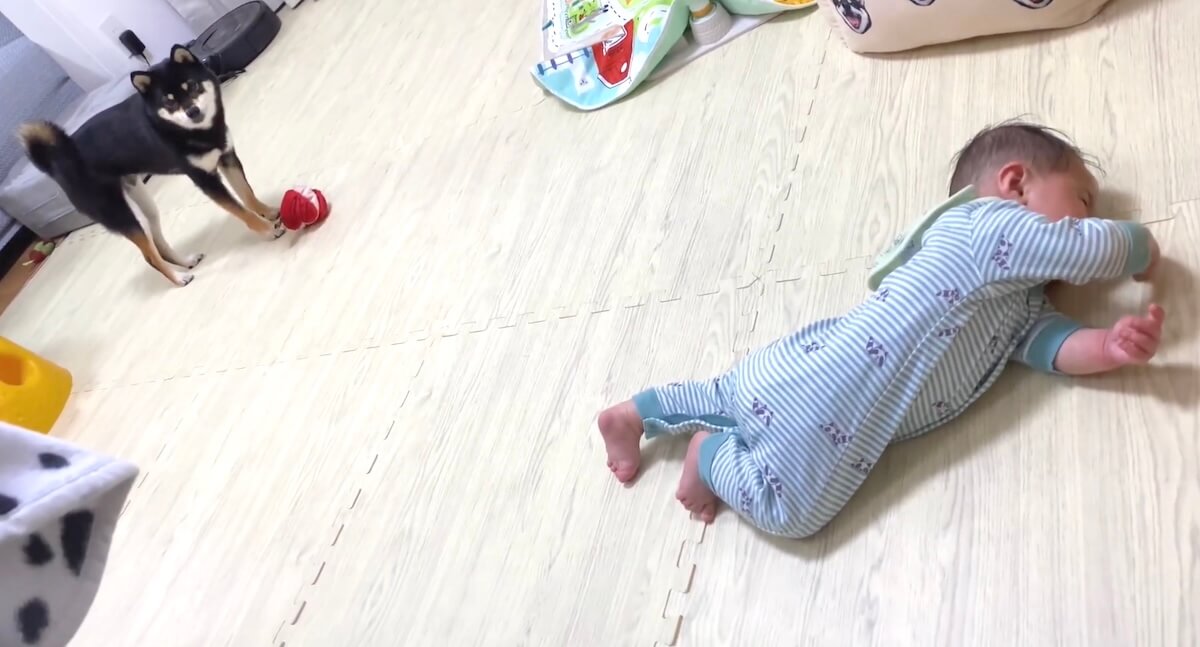 柴犬,動画