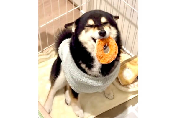 ママ帰宅で大喜び！おめめが（＞＜）になっちゃった柴犬がギャンかわ