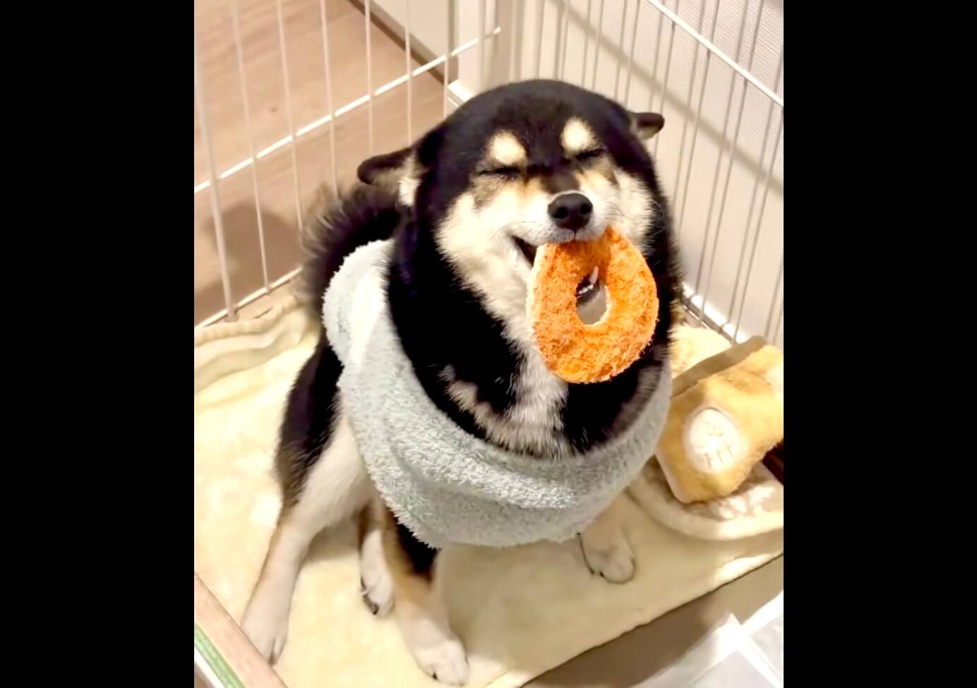 柴犬,動画