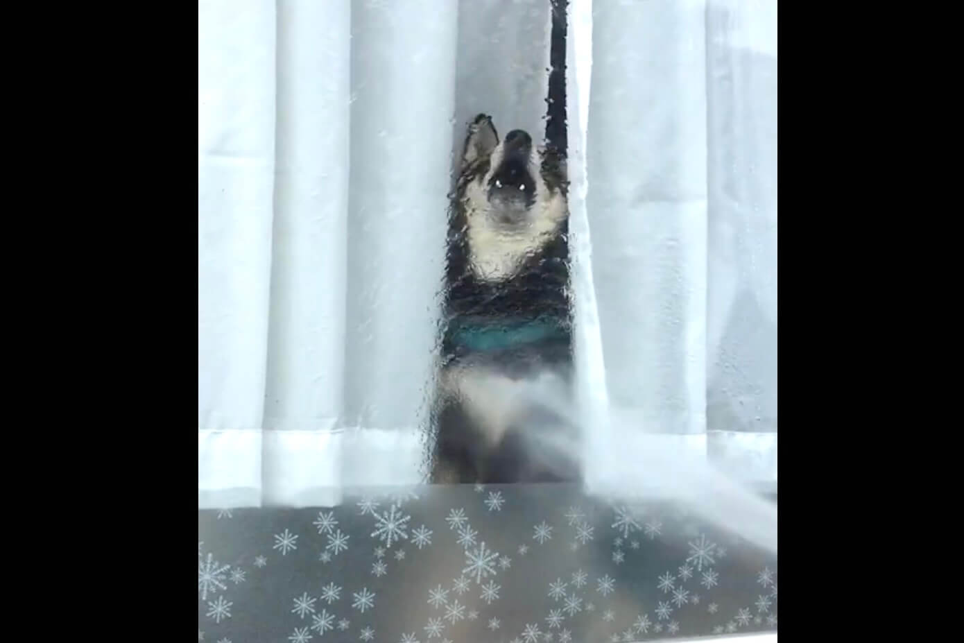 柴犬,動画