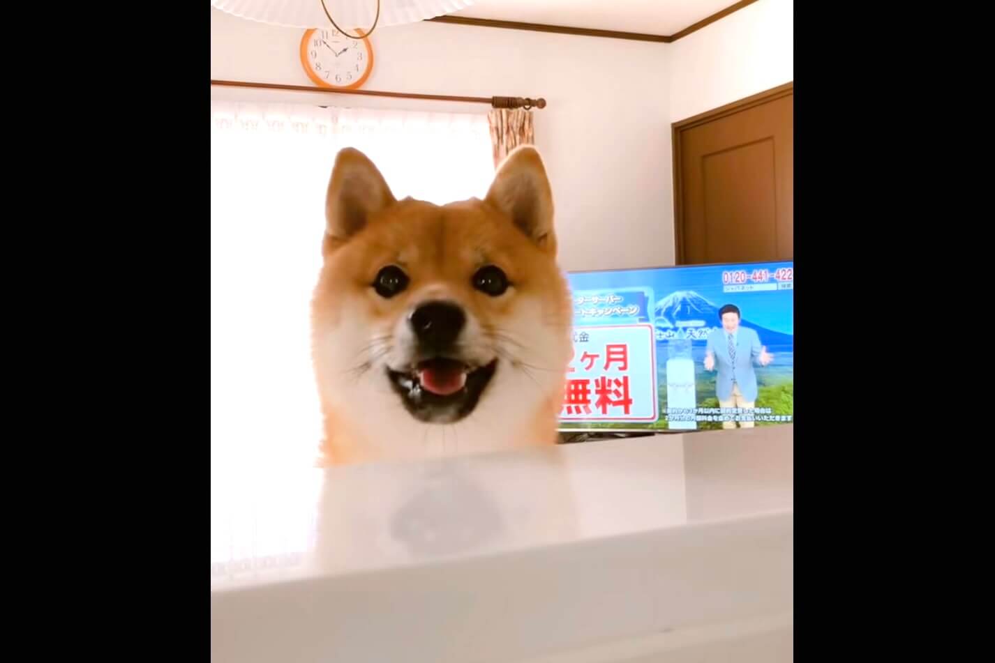 柴犬,動画