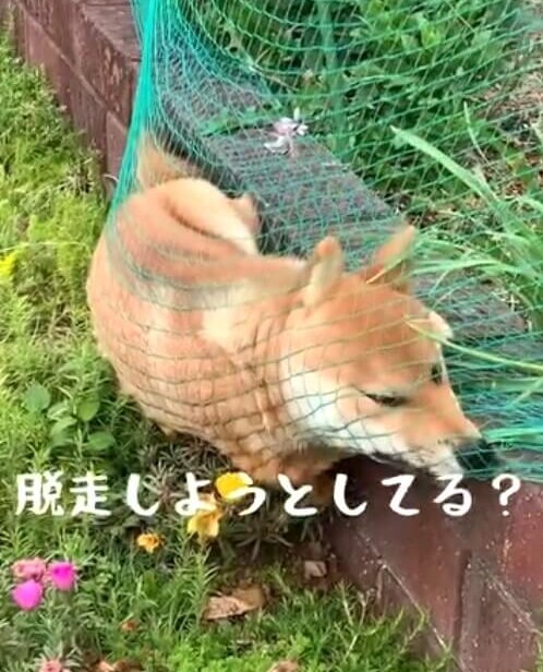柴犬,動画