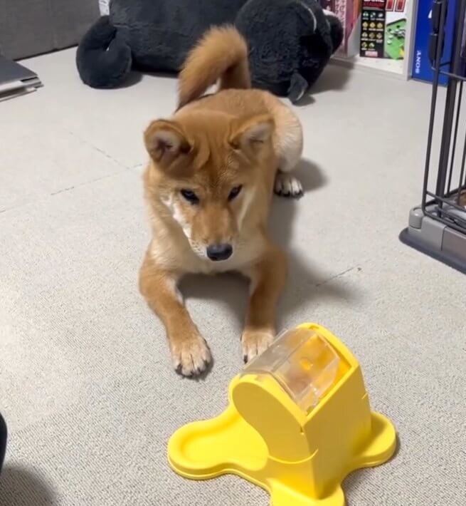 柴犬,動画