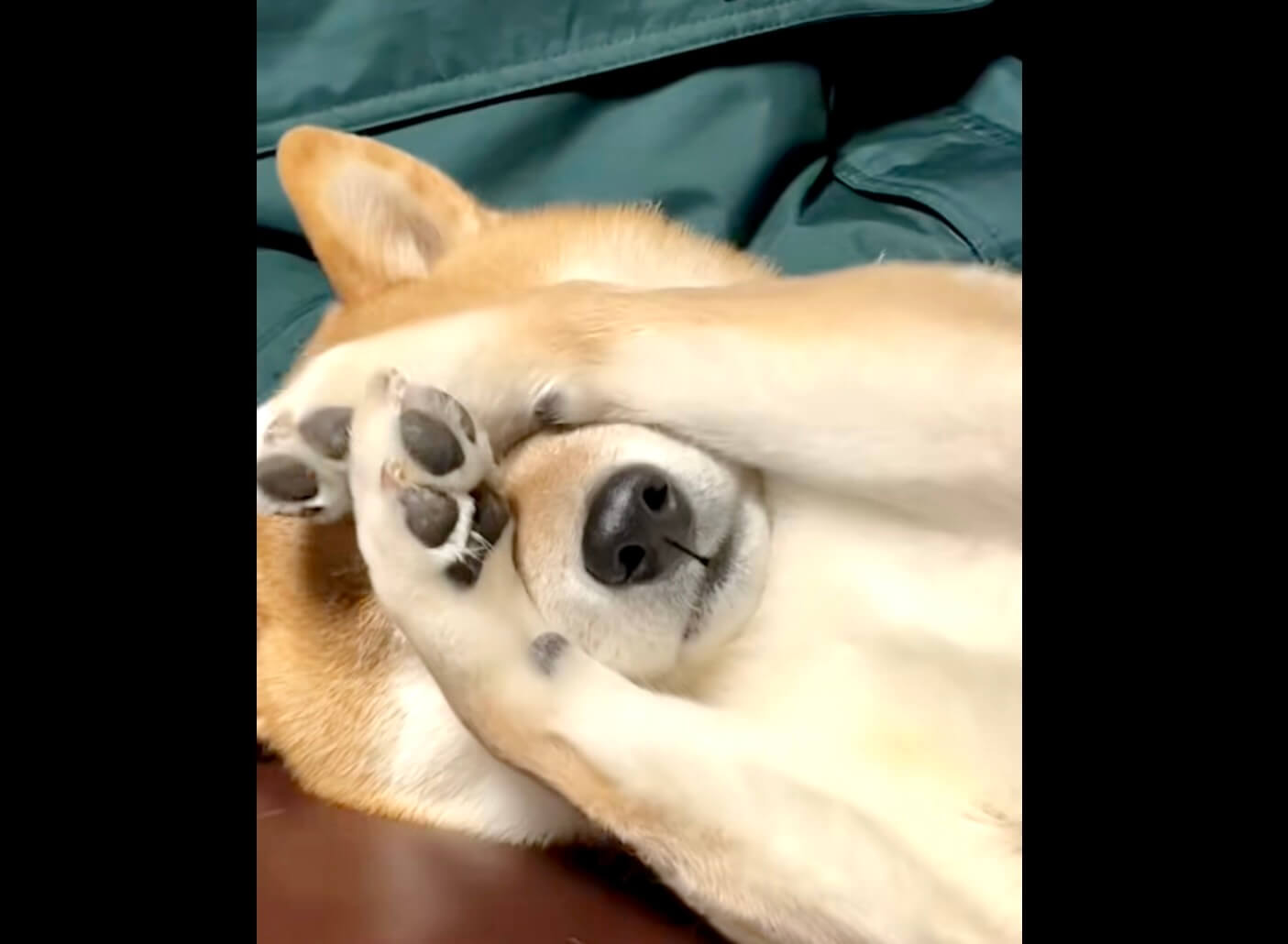 柴犬,動画