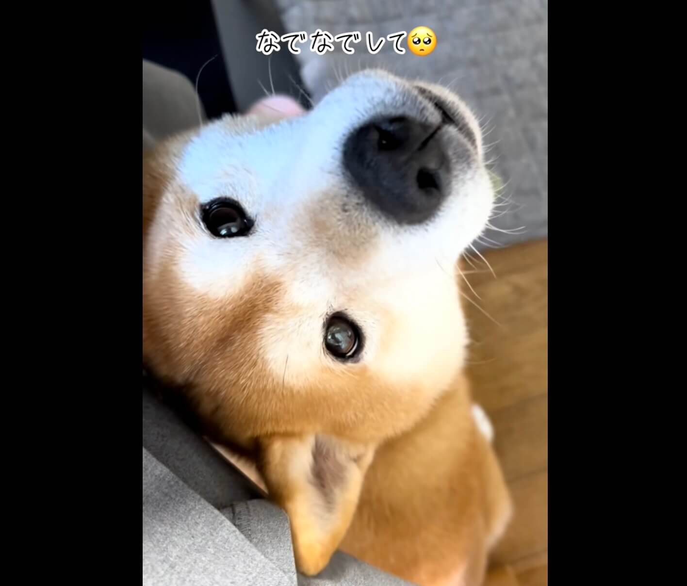 柴犬,動画