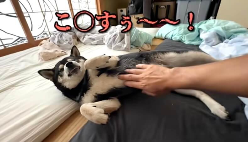 柴犬,動画