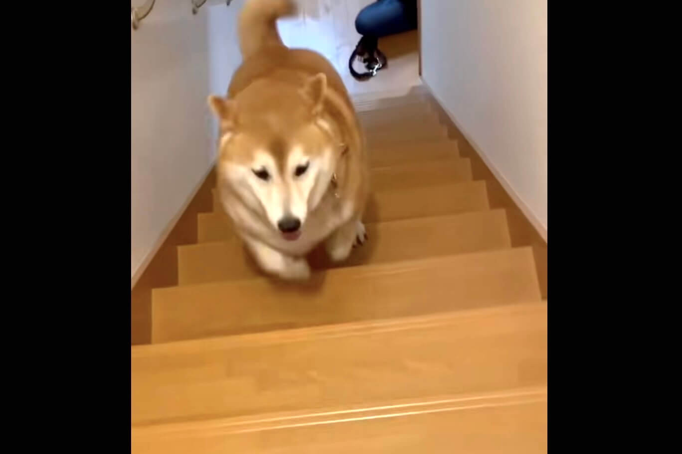 柴犬,動画