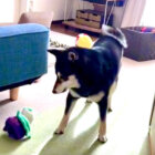 柴犬,動画