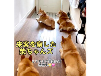 柴犬,動画