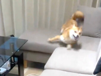 柴犬,動画