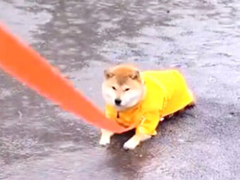 柴犬,動画
