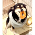 柴犬,動画