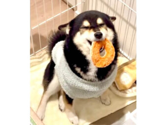 柴犬,動画