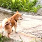 柴犬,動画