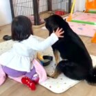 柴犬,動画