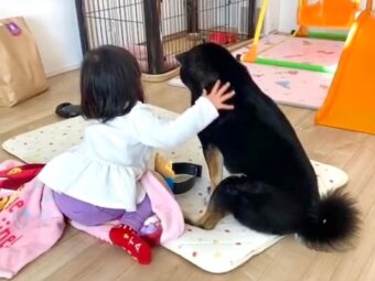 柴犬,動画