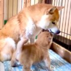 柴犬,動画