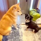 柴犬,動画