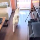 柴犬,動画