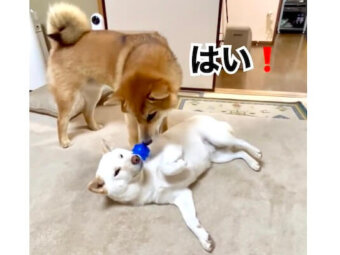 柴犬,動画