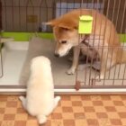 柴犬,動画