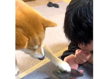 shiba 