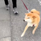 柴犬,動画