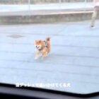 柴犬,動画