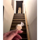 柴犬,動画