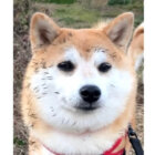 柴犬,動画