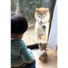 柴犬,動画