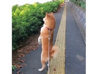 柴犬,動画