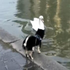 柴犬,動画