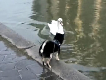 柴犬,動画