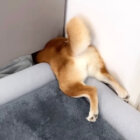 柴犬,動画