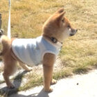 柴犬,動画