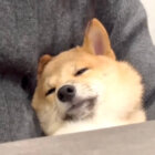 柴犬,動画