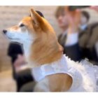 柴犬,動画