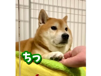 柴犬,動画